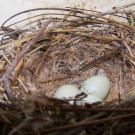 Wordless Wednesday: Signs of Spring